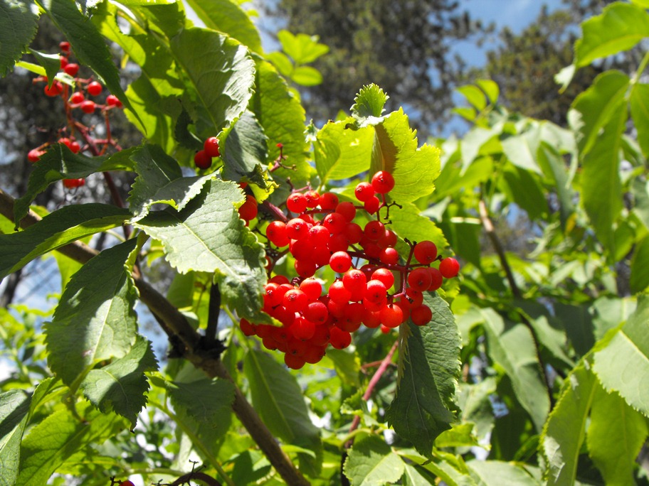 Sambucus racemosus