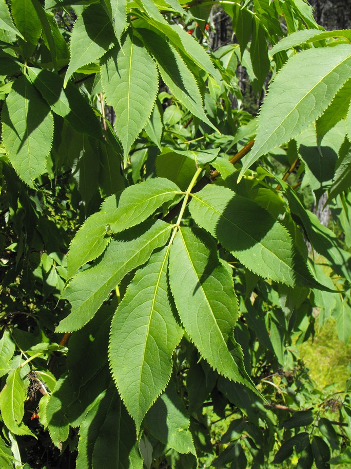 Sambucus racemosus