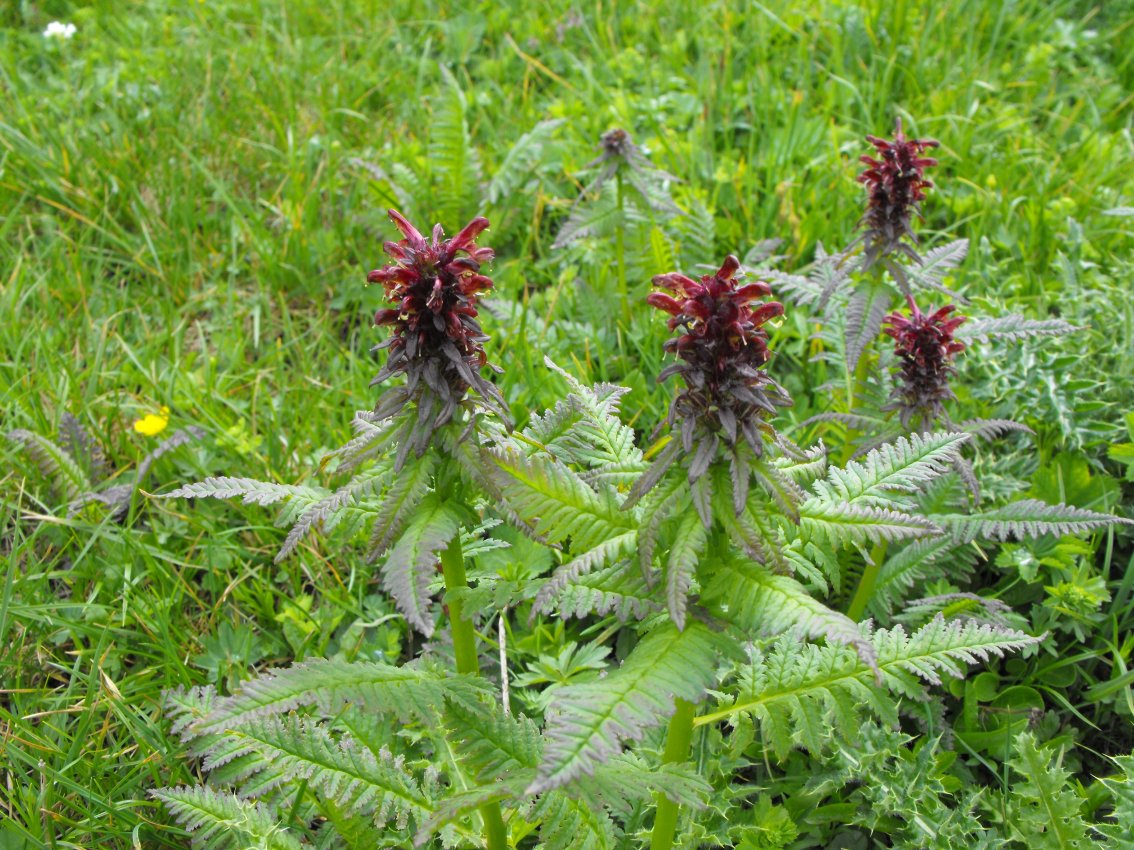 Pedicularis recutita