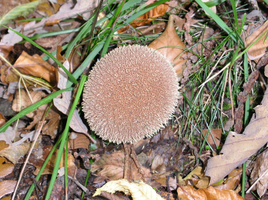 Da determinare(Lycoperdon echinatum)