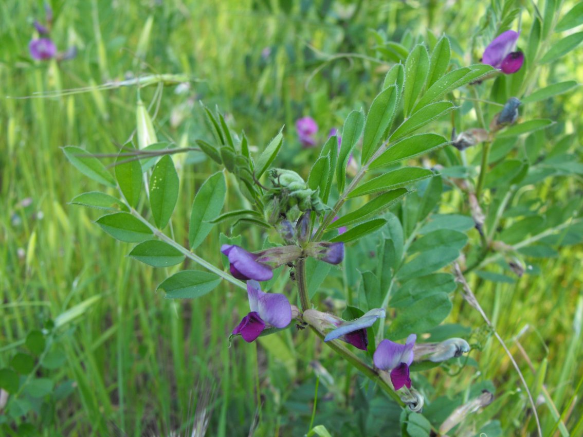 Da determinare - Vicia sativa