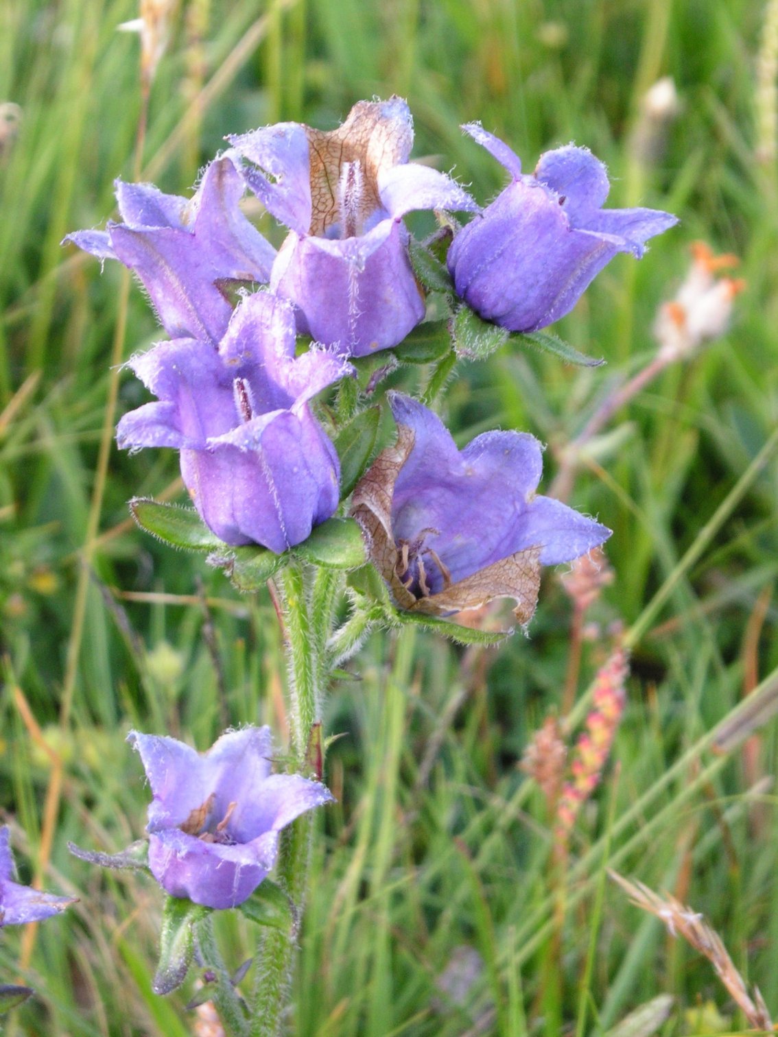 Campanula medium