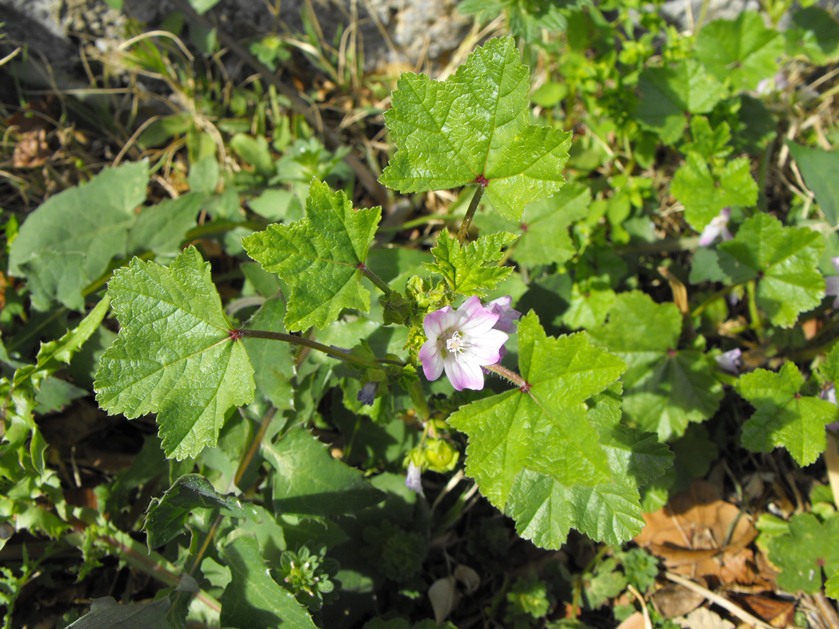 Malva sylvestris