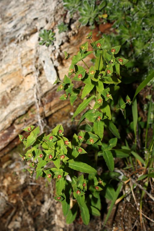 Apuane: Euphorbia dulcis L.