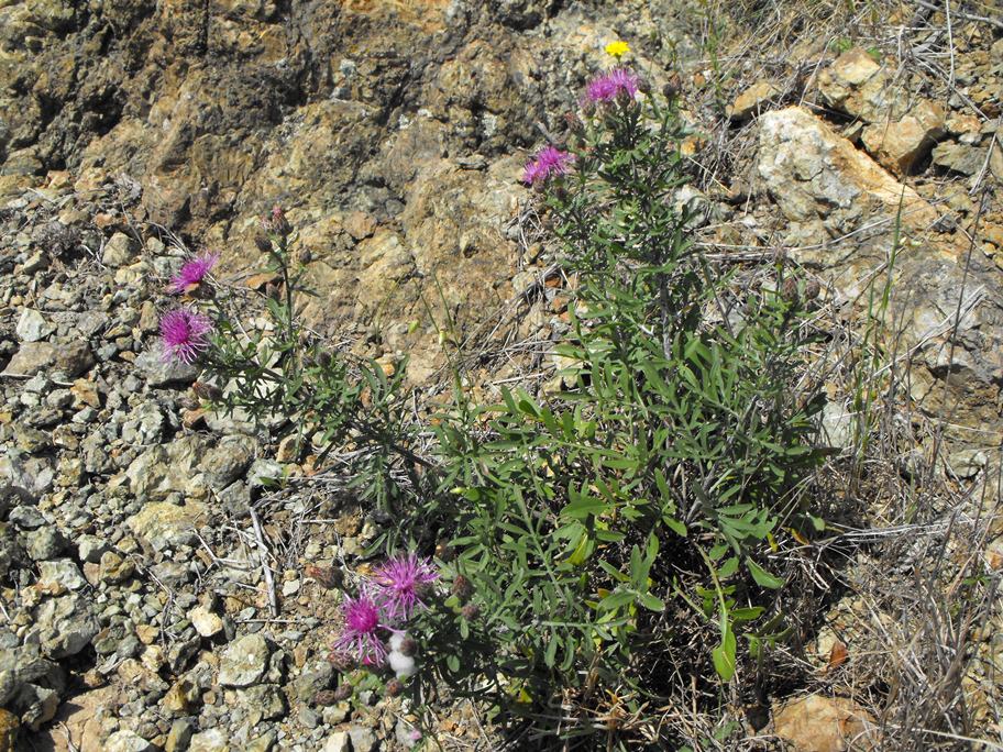 Centaurea aplolepa / Fiordaliso tirreno