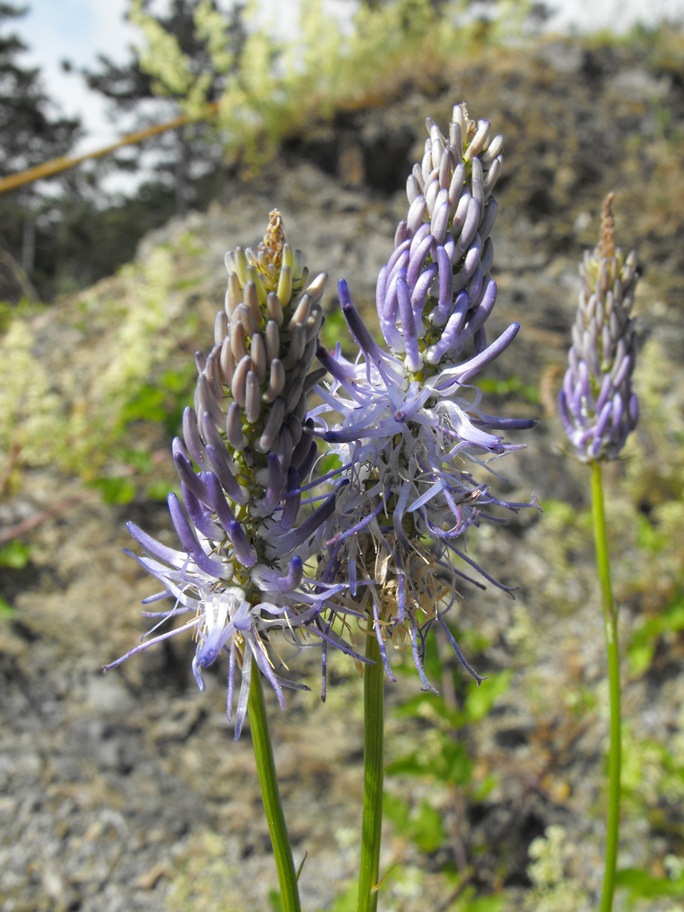 Phyteuma scorzonerifolium / Raponzolo a foglie di scorzonera