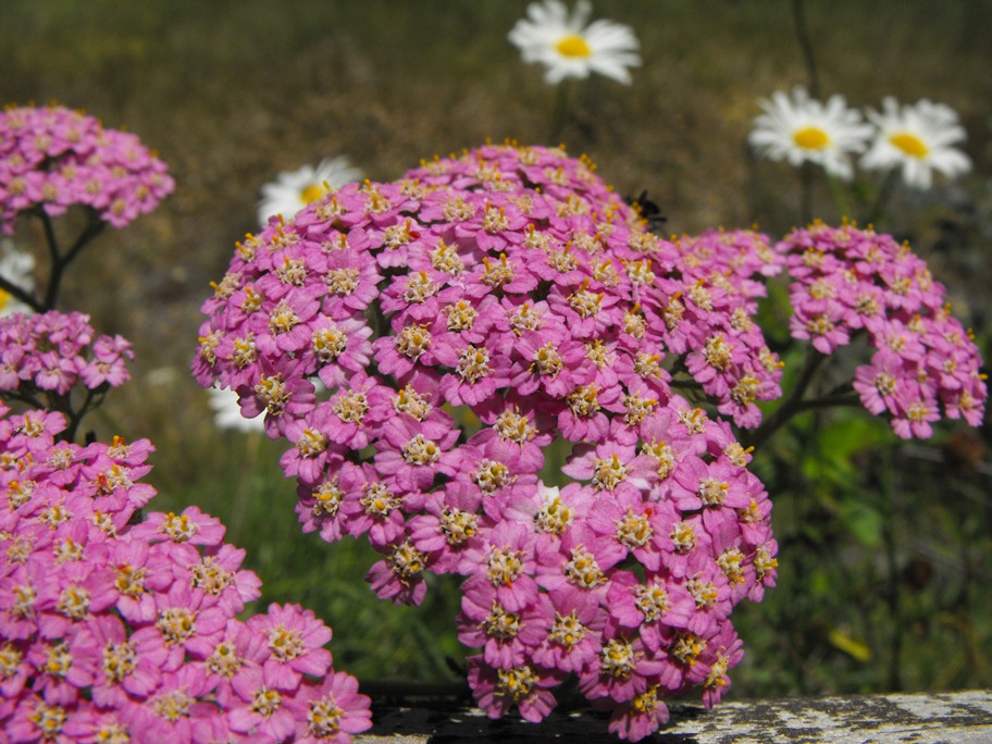 Potrebbe essere Achillea stricta?