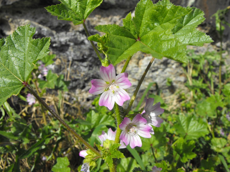 Malva sylvestris