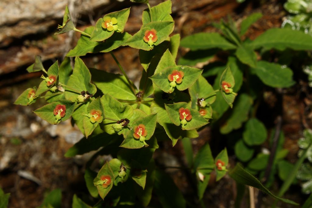 Apuane: Euphorbia dulcis L.