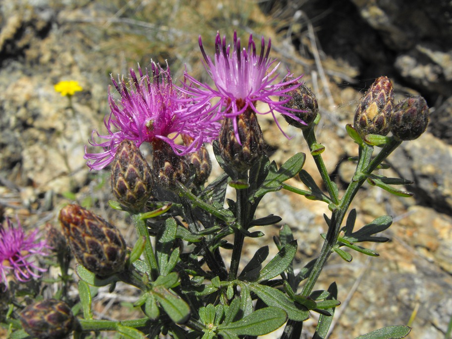 Centaurea aplolepa / Fiordaliso tirreno