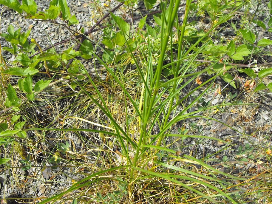 Phyteuma scorzonerifolium / Raponzolo a foglie di scorzonera