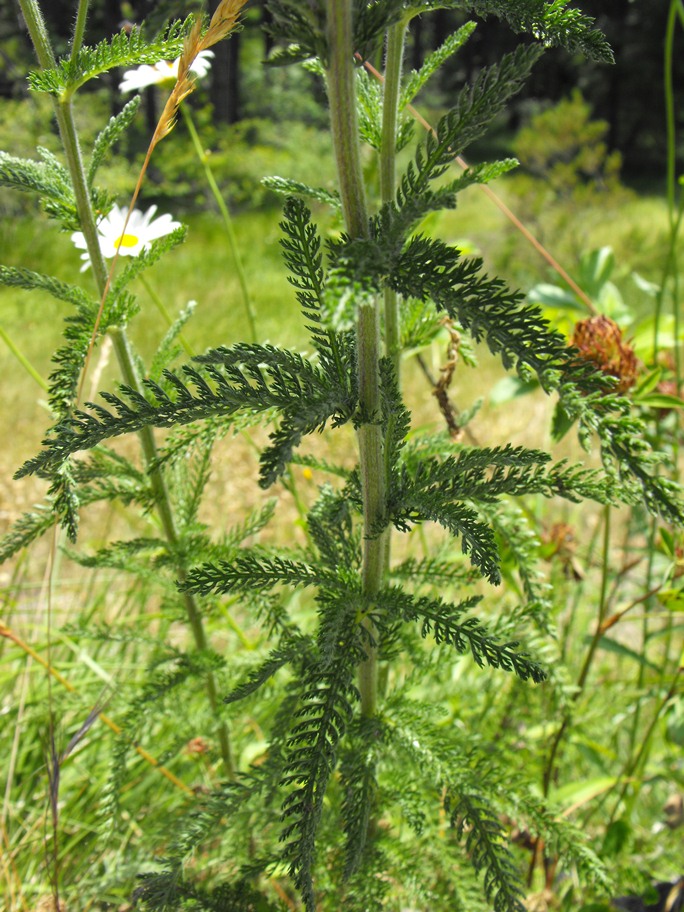 Potrebbe essere Achillea stricta?