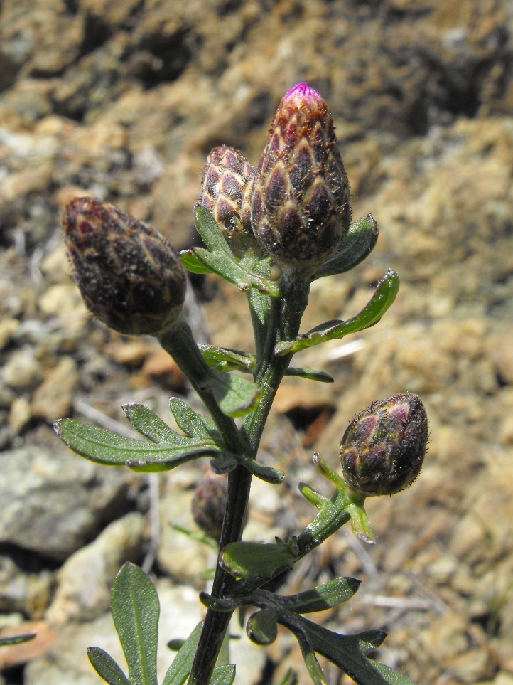 Centaurea aplolepa / Fiordaliso tirreno