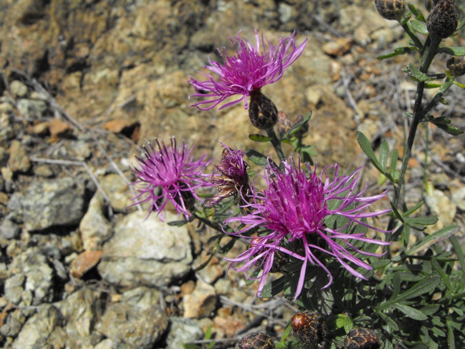 Centaurea aplolepa / Fiordaliso tirreno