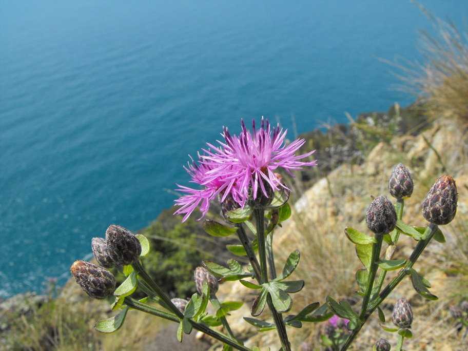 Centaurea aplolepa / Fiordaliso tirreno