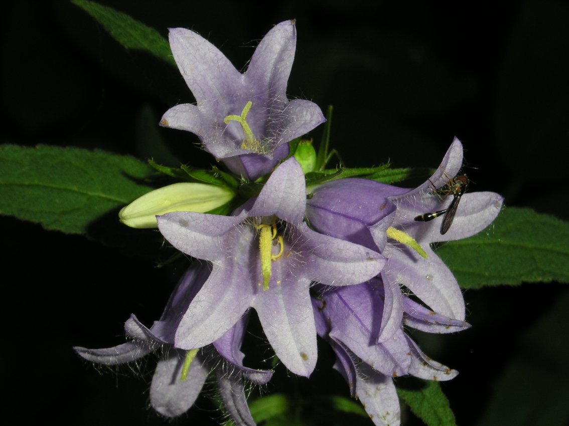 Campanula trachelium / Campanula selvatica