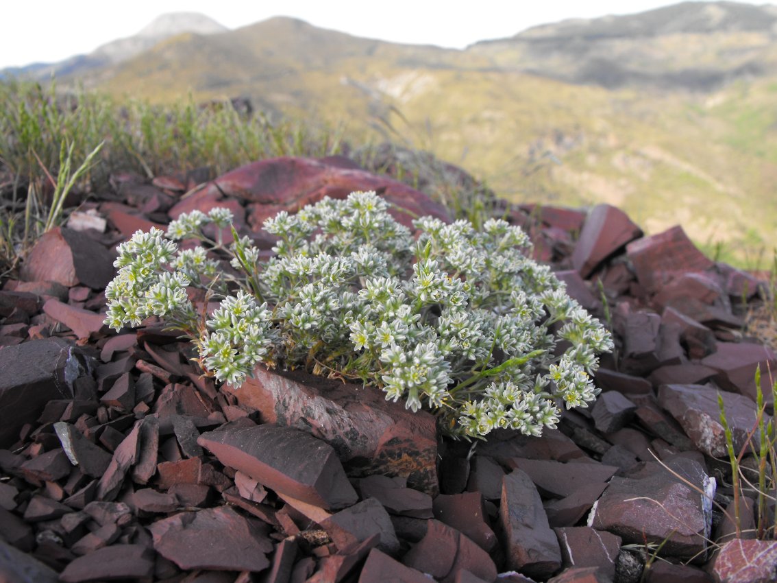 Scleranthus perennis / Centograni perenne