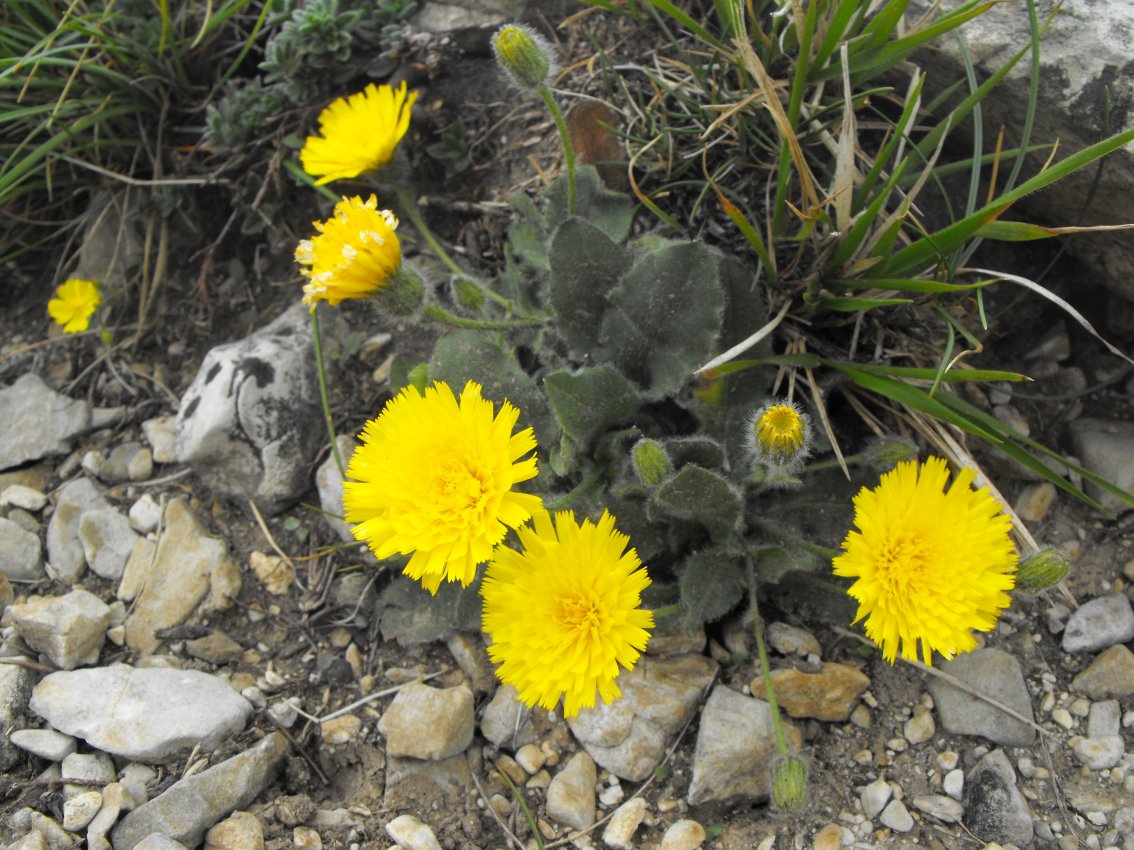 Hieracium bornetii / Sparviere di Bornet