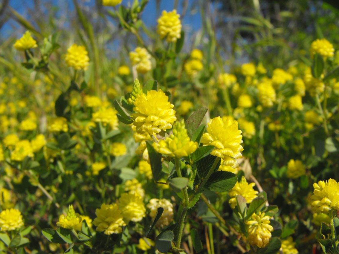 Trifolium campestre