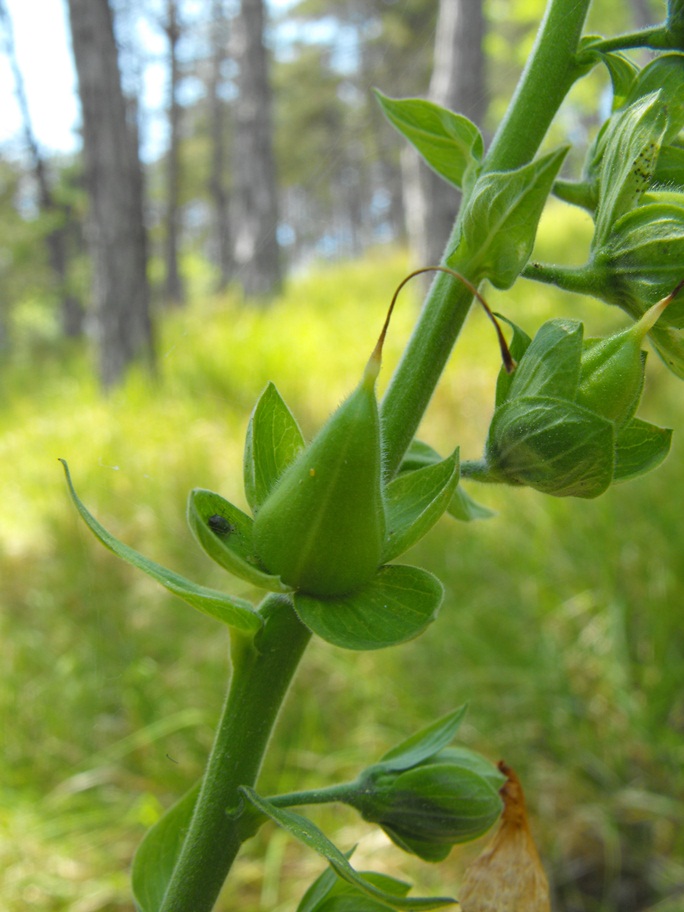 Digitalis purpurea  (apocromia)