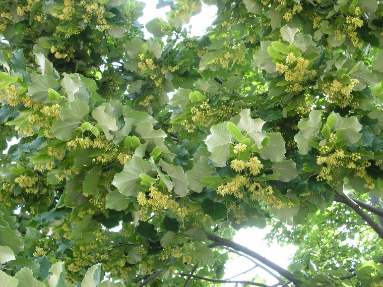 Tilia tomentosa / Tiglio tomentoso