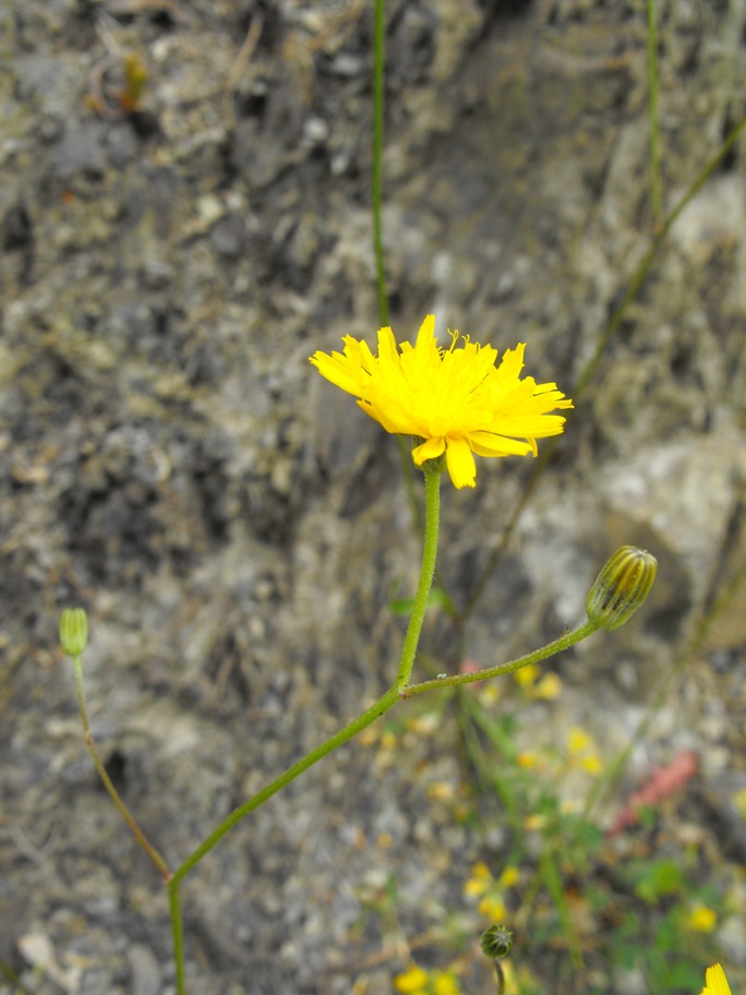 Asteracea da determinare - Crepis cfr. leontodontoides