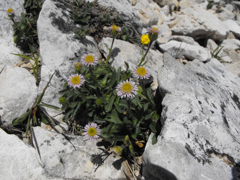 Erigeron alpinus