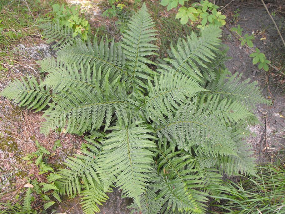 Athyrium filix-femina / Felce femmina