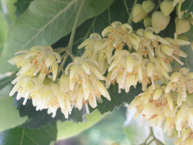 Tilia tomentosa / Tiglio tomentoso