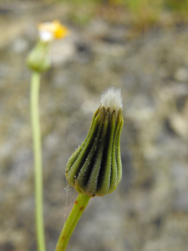 Asteracea da determinare - Crepis cfr. leontodontoides