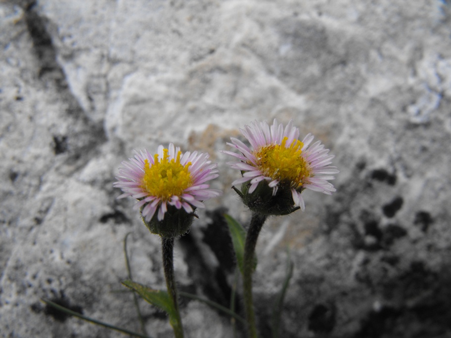 Erigeron alpinus