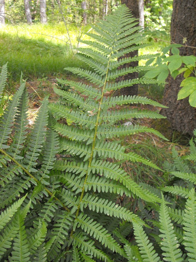 Athyrium filix-femina / Felce femmina