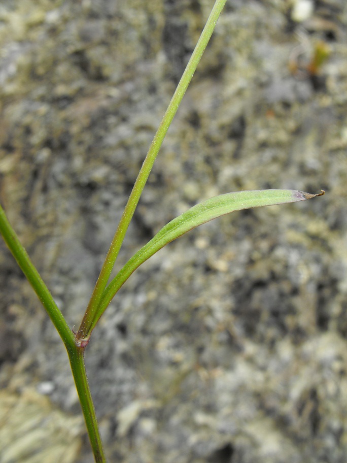 Asteracea da determinare - Crepis cfr. leontodontoides