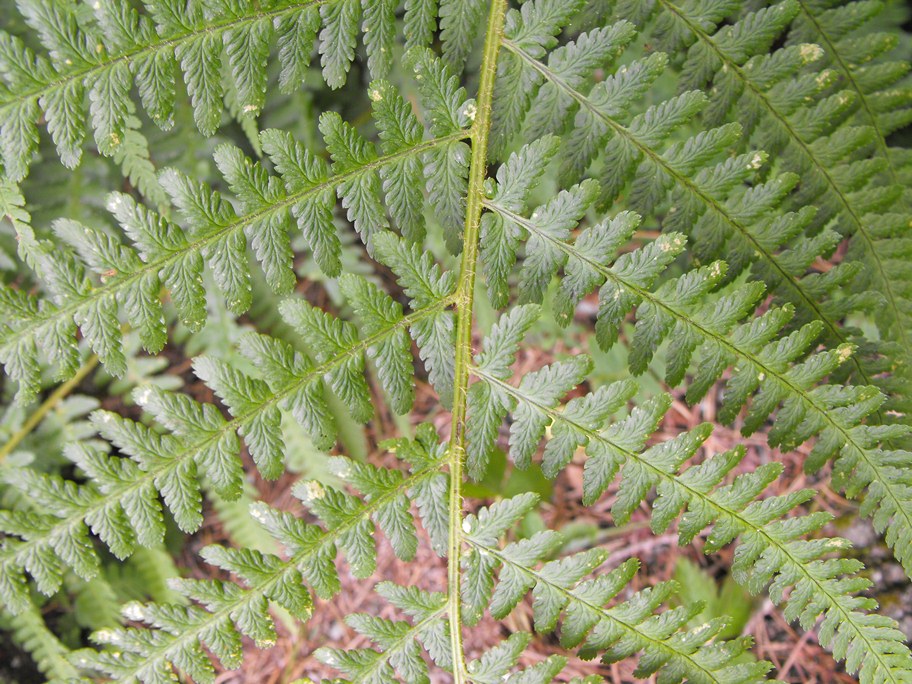 Athyrium filix-femina / Felce femmina