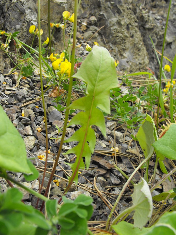 Asteracea da determinare - Crepis cfr. leontodontoides