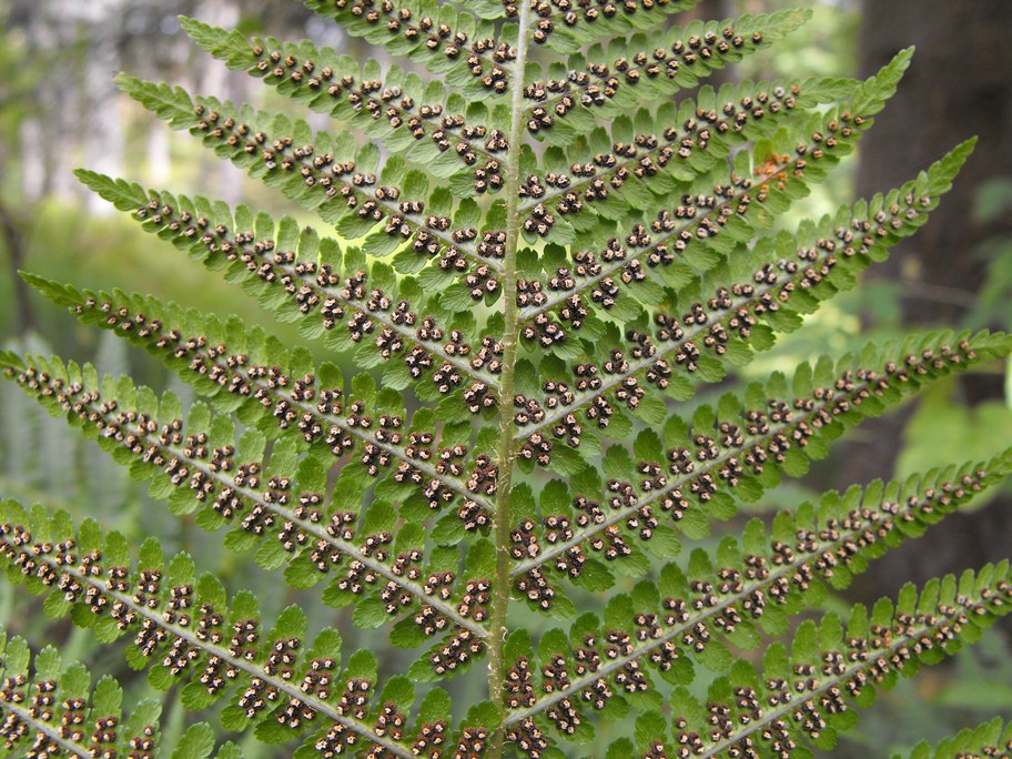 Athyrium filix-femina / Felce femmina