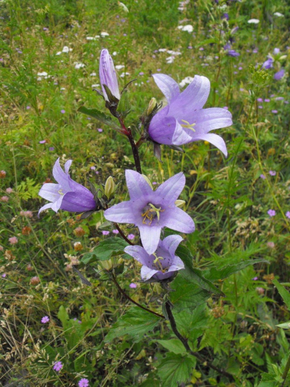 Campanula trachelium / Campanula selvatica