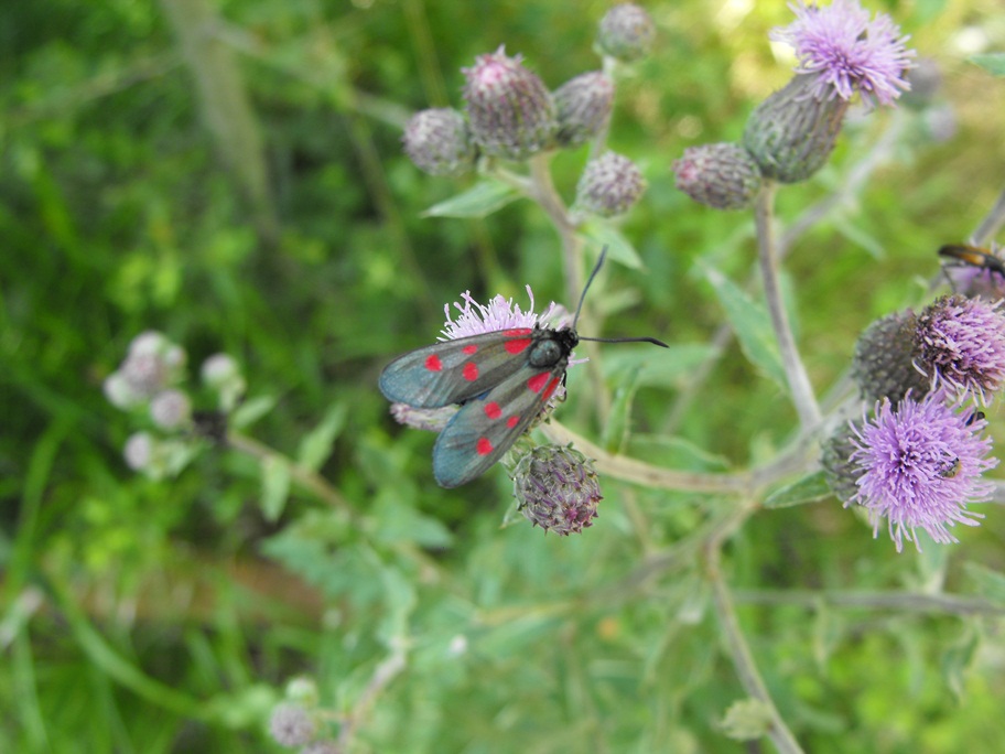 Zygaena filipendulae?