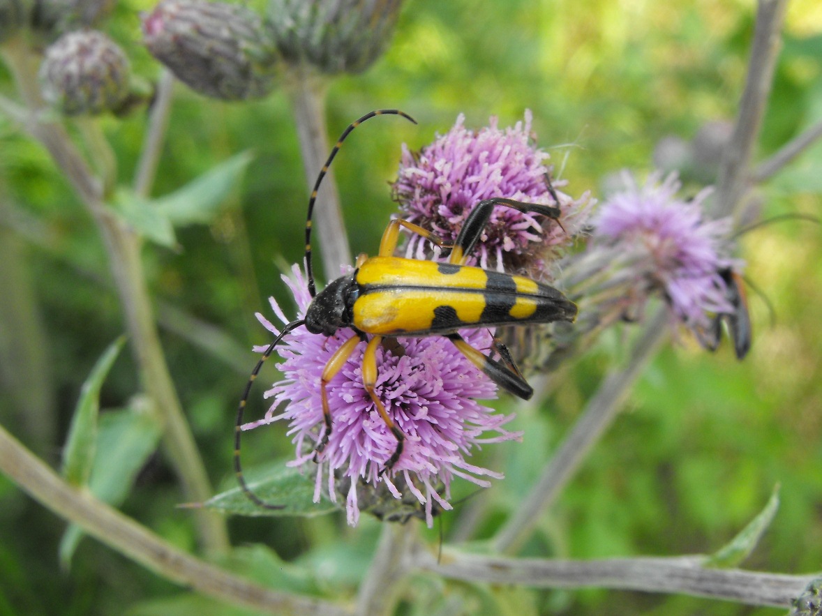 Rutpela maculata