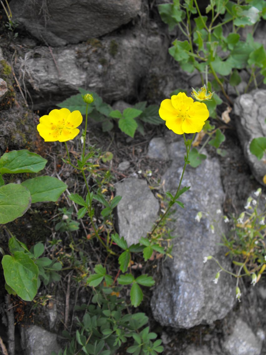 Potentilla grandiflora / Cinquefoglia trifogliata