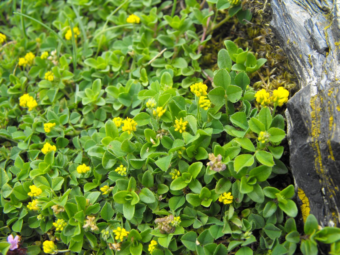 Medicago lupulina / Lupolina