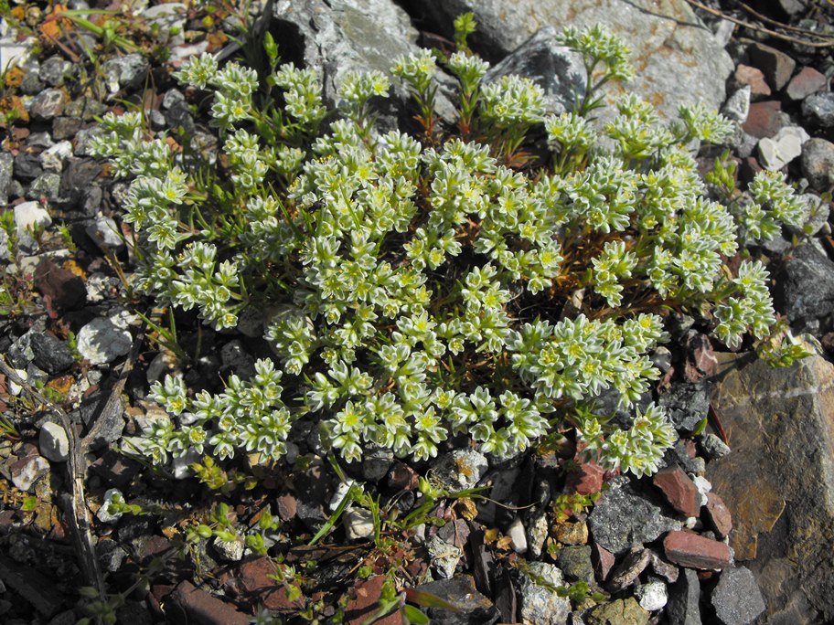 Scleranthus perennis / Centograni perenne