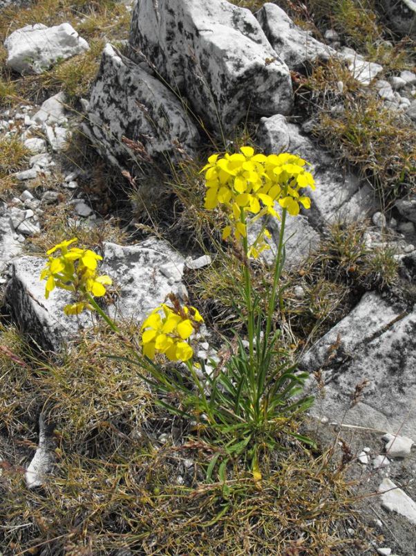 Erysimum pseudorhaeticum / Violaciocca appenninica