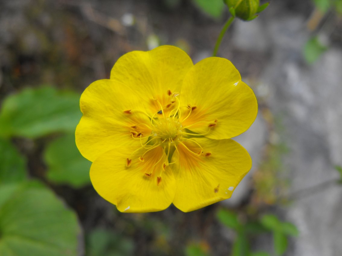 Potentilla grandiflora / Cinquefoglia trifogliata