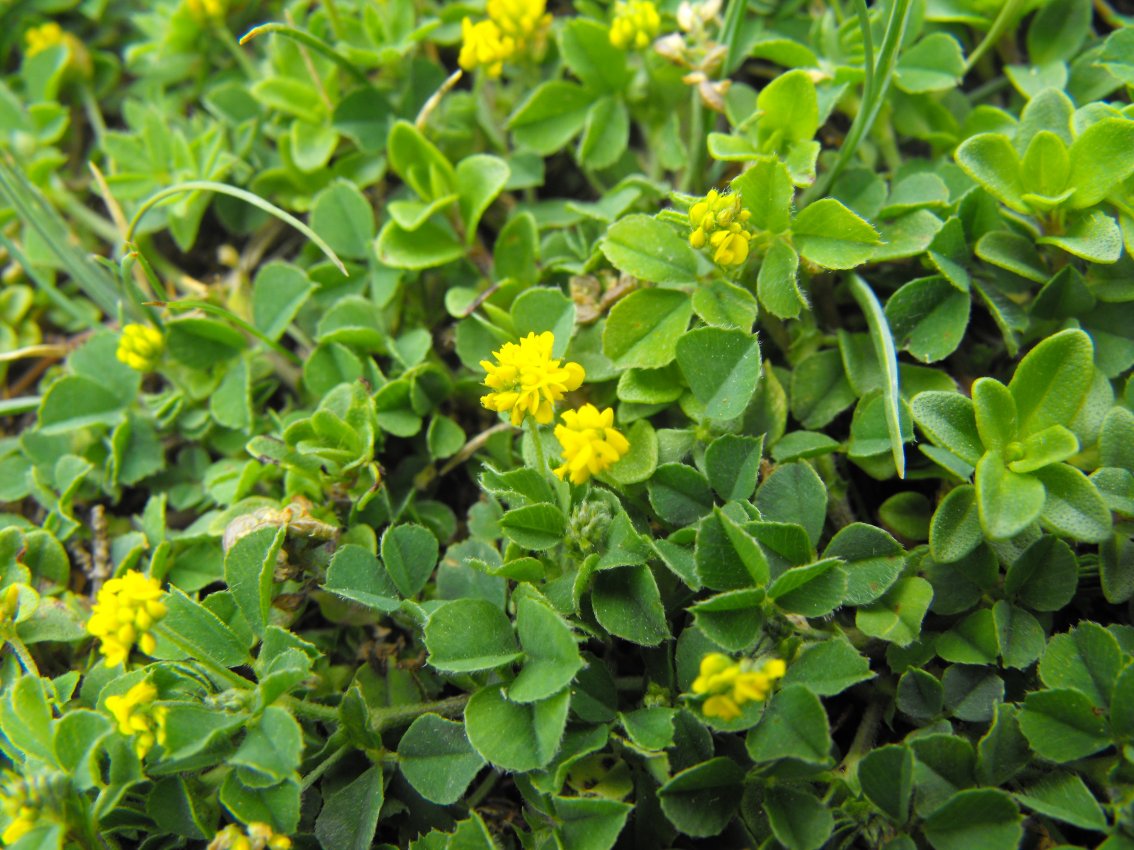 Medicago lupulina / Lupolina