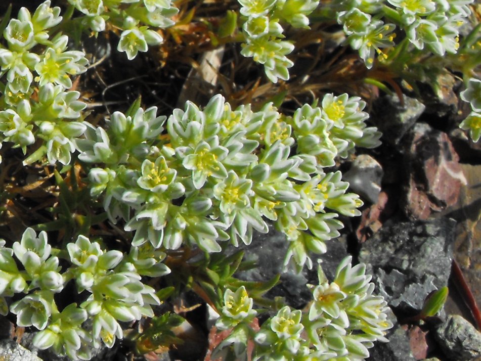 Scleranthus perennis / Centograni perenne