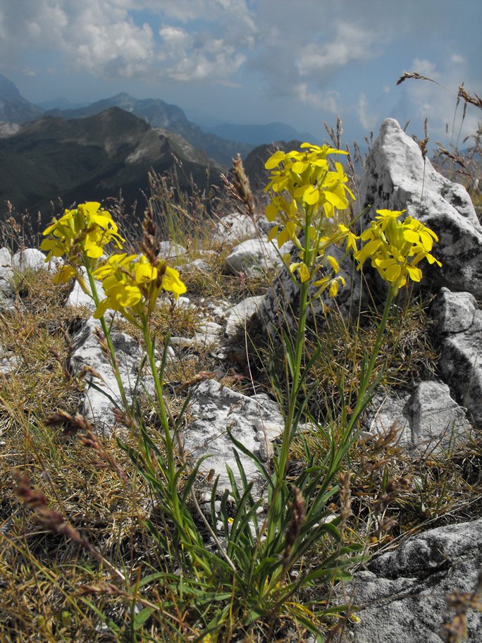 Erysimum pseudorhaeticum / Violaciocca appenninica