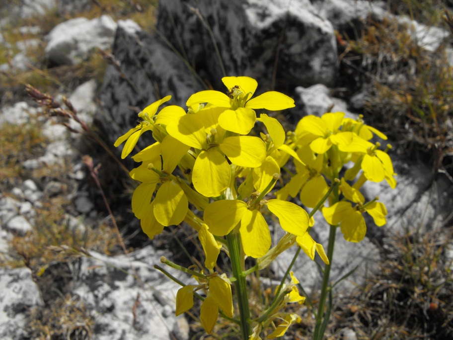 Erysimum pseudorhaeticum / Violaciocca appenninica