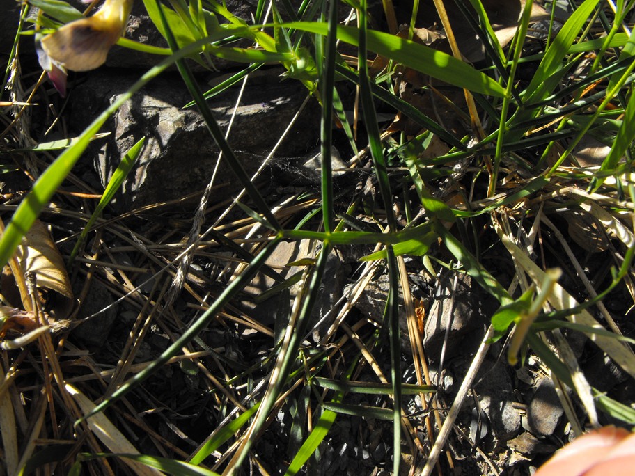 Leguminosa - Lathyrus linifolius