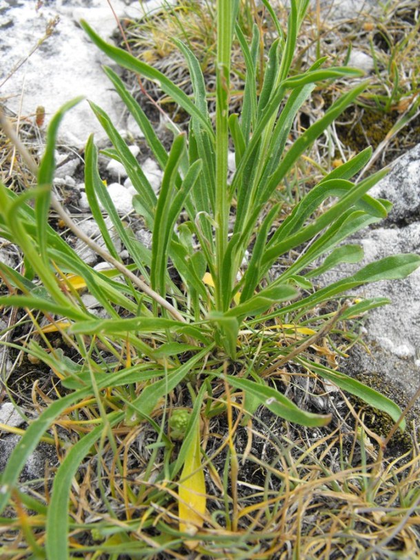 Erysimum pseudorhaeticum / Violaciocca appenninica